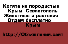 Котята не породистые - Крым, Севастополь Животные и растения » Отдам бесплатно   . Крым